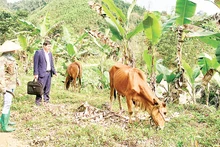Đến nay, Dự án hỗ trợ chăn nuôi bò sinh sản ở hai xã Tân Dương và Tân Định, huyện Định Hóa có hơn 87% số bò cái đã sinh bê con.
