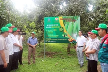 Hệ thống khuyến nông Sơn La đã tăng cường, đẩy mạnh các hoạt động khuyến nông nhằm chuyển giao các tiến bộ khoa học-kỹ thuật mới. (Ảnh Trung tâm Khuyến nông quốc gia)