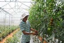 Mô hình trồng cà chua sạch ứng dụng công nghệ cao tại trang trại Định Farm ở thành phố Đà Lạt (Lâm Đồng). (Ảnh DUY LINH) 