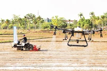 Sử dụng máy sạ cụm và phun thuốc bằng máy bay không người lái tại xã Đức Tân, huyện Mộ Đức (Quảng Ngãi).