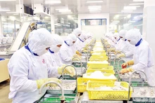 Chế biến thủy sản xuất khẩu ở Công ty cổ phần Thủy sản Cafatex (Hậu Giang). (Ảnh TRẦN QUỐC) 