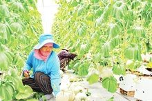 Thu hoạch dưa lưới tại huyện Củ Chi, Thành phố Hồ Chí Minh.