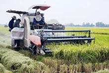 Thu hoạch lúa từ Đề án 1 triệu ha lúa chất lượng cao của Hợp tác xã Vinacam, ở xã Nam Thái Sơn, huyện Hòn Đất, tỉnh Kiên Giang. 