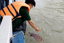 Cán bộ Đồn Biên phòng cửa khẩu cảng Hòn Chông thả rùa biển về môi trường tự nhiên.