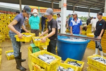 Năm 2024, kinh tế của tỉnh Kiên Giang tăng trưởng đạt 7,5%.