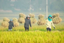 Nông dân Điện Biên thu hoạch lúa mùa. (Ảnh: Lê Lan)