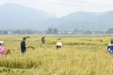 Thu hoạch lúa đặc sản tại huyện Phù Yên, tỉnh Sơn La. (Ảnh Quang Anh)