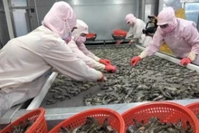 Trong 7 tháng đầu năm 2024, xuất khẩu tôm mang về hơn 2 tỷ USD.
