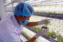 Nghiên cứu khoa học tại Viện Cây lương thực và Cây thực phẩm (Viện Khoa học nông nghiệp Việt Nam). (Ảnh: Viện Cây lương thực và Cây thực phẩm)