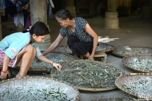 Nghề nuôi tằm ở bản Hoa Tiến, xã Châu Tiến, huyện Quỳ Châu, tỉnh Nghệ An. (Ảnh: VŨ LINH)
