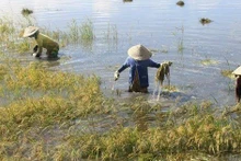 Mức hỗ trợ với cây trồng bị thiệt hại do thiên tai, dịch hại thực vật được quy định tại Nghị định 09/2025/NĐ-CP của Chính phủ.