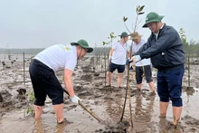 Khởi động trồng rừng thuộc dự án “Phục hồi và quản lý bền vững rừng ngập mặn ở Ninh Bình. (Ảnh: Hoàng Hiệp)