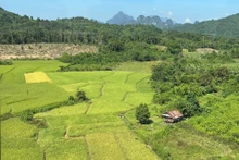 Một cánh đồng lúa tại phía bắc Lào. (Ảnh: TRỊNH DŨNG)