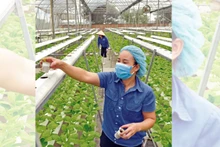 Mô hình trồng rau công nghệ cao tại xã Phú Cường, huyện Sóc Sơn. (Ảnh: PHẠM HÙNG)