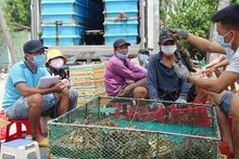 Người dân xã Xuân Thịnh, thị xã Sông Cầu, tỉnh Phú Yên thu hoạch tôm hùm bán cho thương lái. 