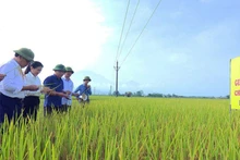 Nhân dân xã Đoan Hạ, huyện Thanh Thủy thử nghiệm giống lúa mới sau dồn điền đổi thửa. (Ảnh: HỒNG NHUNG)