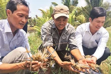 Nông dân xã Mỹ An, huyện Thạnh Phú, tỉnh Bến Tre nuôi tôm càng xanh trong ruộng lúa mang lại hiệu quả cao.