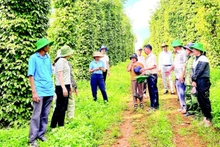 Sản xuất hồ tiêu đạt quy trình chứng nhận, nâng cao giá trị, bảo vệ môi trường, bảo đảm sức khỏe người sản xuất.