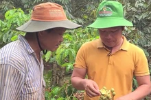 Ông Ngọc (bên trái) tìm hiểu nguyên nhân bông sầu riêng rụng hàng loạt.