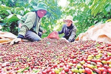 Phần lớn diện tích cà-phê xuất khẩu của tỉnh Gia Lai nằm ở "vùng an toàn" so với quy định của EU.