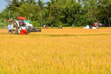 Thu hoạch lúa ở xã Khánh Bình, huyện Trần Văn Thời, tỉnh Cà Mau. (Ảnh HỮU TÙNG)
