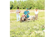 Nông dân vùng ngọt huyện Trần Văn Thời được khuyến cáo trồng rau màu thay vì trồng lúa vụ 3.