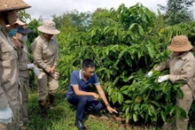Hướng dẫn chăm sóc cây cà-phê tại vùng trồng của Công ty TNHH MTV Xuất nhập khẩu 2-9 Ðắk Lắk. (Ảnh MINH THU)
