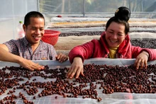  Xã viên Hợp tác xã Aratay Coffee (xã Chiềng Chung, huyện Mai Sơn, tỉnh Sơn La) sàng lọc hạt cà-phê.