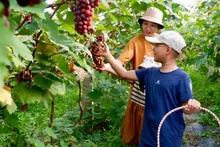 Khách du lịch trải nghiệm hái nho tại trang trại du lịch sinh thái ở xã Vĩnh Ngọc, huyện Ðông Anh, Hà Nội. (Ảnh GIANG NAM)