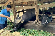 Được chính quyền hỗ trợ trâu bò để sản xuất, thu nhập gia đình anh Lý Văn Nó (xã Thượng Thôn, huyện Hà Quảng, tỉnh Cao Bằng) từng bước được cải thiện. (Ảnh HÀ NHÂN)