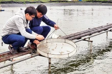 Mô hình nuôi tôm 3 giai đoạn của Hợp tác xã Hà Hoàng, thành phố Hà Tĩnh, tỉnh Hà Tĩnh.