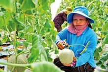 Thu hoạch dưa lưới (trồng theo mô hình công nghệ cao) tại huyện Củ Chi.