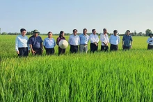 Mô hình sản xuất lúa tại tỉnh Trà Vinh. (Ảnh ĐỖ TUẤN)