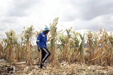 Hạn hán đe dọa nghiêm trọng an ninh lương thực ở Zimbabwe. (Ảnh TÂN HOA XÃ)