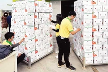 Hoạt động xuất khẩu cà rốt ở huyện Cẩm Giàng, Hải Dương. (Ảnh QUỐC VINH)