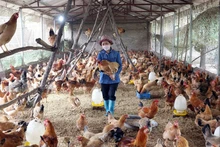 Mô hình chăn nuôi gà sử dụng chế phẩm vi sinh ở xã Minh Phú (huyện Sóc Sơn, Hà Nội).