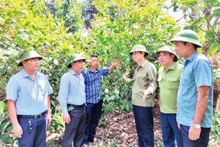 Mô hình trồng cây Trà hoa vàng ở huyện Ba Chẽ (Quảng Ninh) cho thu nhập hơn 500 triệu đồng/năm. (Ảnh QUANG THỌ)
