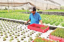 Trồng rau công nghệ cao tại Hợp tác xã Nông nghiệp Tuấn Ngọc, phường Long Trường, thành phố Thủ Đức.