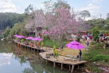 Hoa anh đào nở rộ tại hồ Đăk Ke, thị trấn Măng Đen, tỉnh Kon Tum.