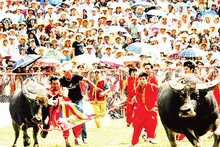 Một kháp đấu trong Lễ hội chọi trâu truyền thống Đồ Sơn. (Ảnh NGUYỄN ĐỨC)