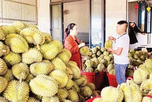 Thương lái chọn mua sầu riêng trồng theo tiêu chuẩn VietGAP để xuất khẩu.
