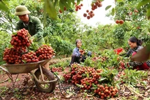 Xuất khẩu vải thiều đón nhận tín hiệu vui từ đầu vụ.