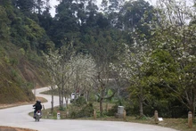 Con đường hoa lê ở xã Hồng Thái, huyện Na Hang, tỉnh Tuyên Quang (Ảnh: Nam Sương/TTXVN)