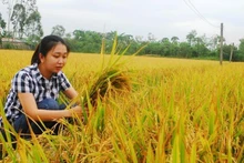 Lúa VD20 được trồng tại xã Tăng Hòa, huyện Gò Công Đông (Tiền Giang). 