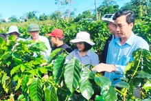 Cà-phê tái canh bằng giống THA1 tại xã Hướng Phùng, huyện Hướng Hóa đạt nhiều ưu thế vượt trội so các giống cà-phê cũ. 
