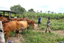 Được sự hỗ trợ của Thiếu tá Từ Văn Sương, Đội vận động quần chúng Đồn Biên phòng Ea H’leo, vợ chồng ông Nguyễn Văn Triều và bà Huỳnh Thị Mai Tiên ở xã Ia Lốp, huyện Ea Súp phát triển thêm nghề chăn nuôi bò, ổn định cuộc sống.