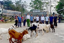 Hỗ trợ dê giống cho các hộ gia đình theo Dự án phát triển sản xuất chăn nuôi dê sinh sản liên kết theo chuỗi giá trị trên địa bàn huyện Sơn Dương.