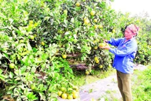 Nhờ nguồn vốn vay ưu đãi, nông dân huyện Phù Cừ trồng chuyên canh cây cam cho thu nhập cao, góp phần ổn định kinh tế hộ gia đình.