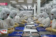 Niềm tin mới từ con tôm Cà Mau