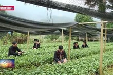 Nhiều tiềm năng của cây quế Văn Yên